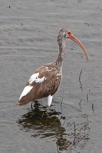 White Ibis photo