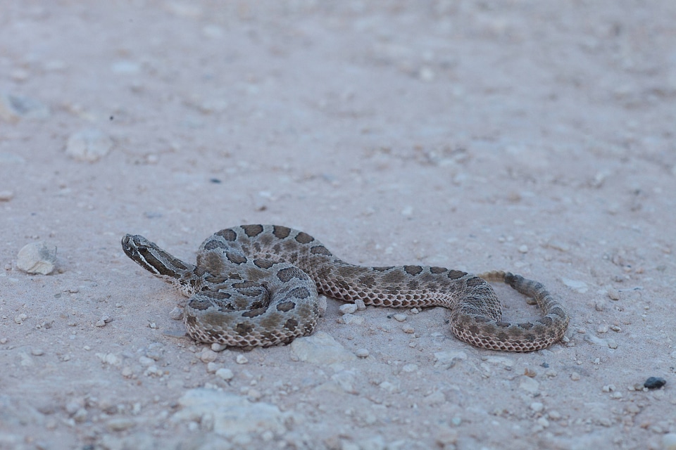 Western Massasauga Rattlesnake