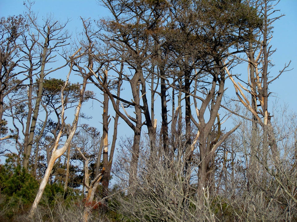 Forest of trees weakened by a tropical storm and Southern Pine Beetles