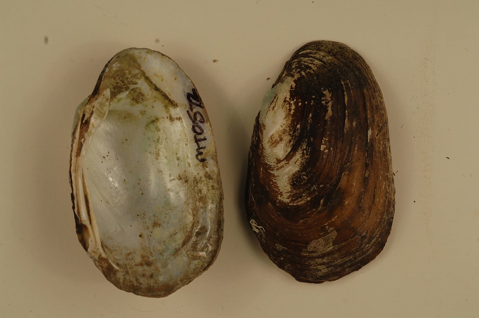 Lampsilis siliquoidea-1