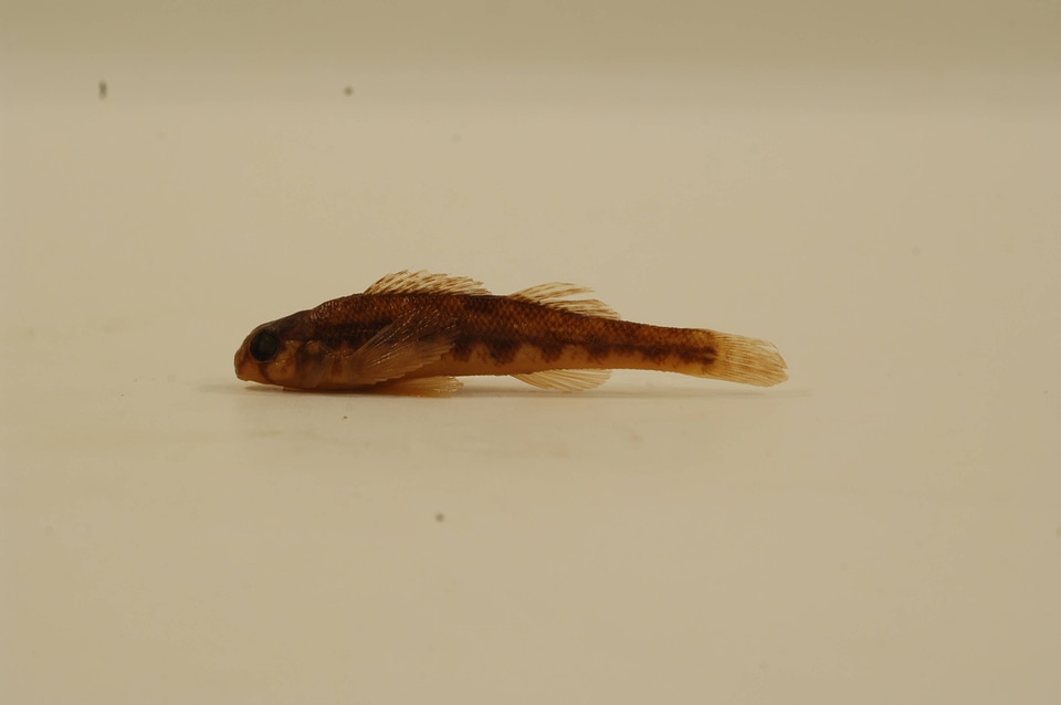 Etheostoma tennesseense-2