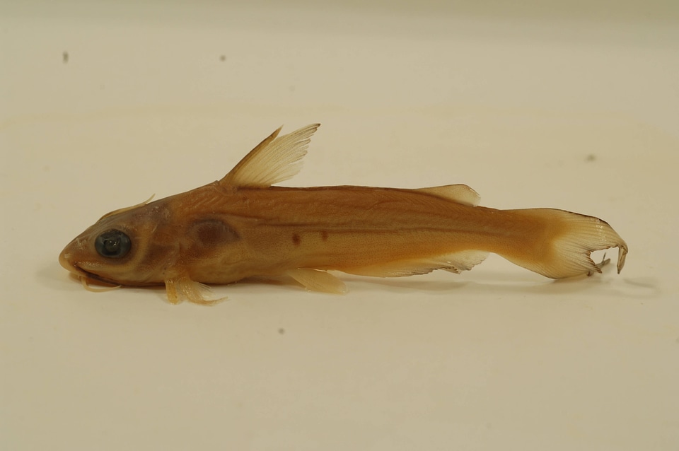 Ictalurus punctatus-1