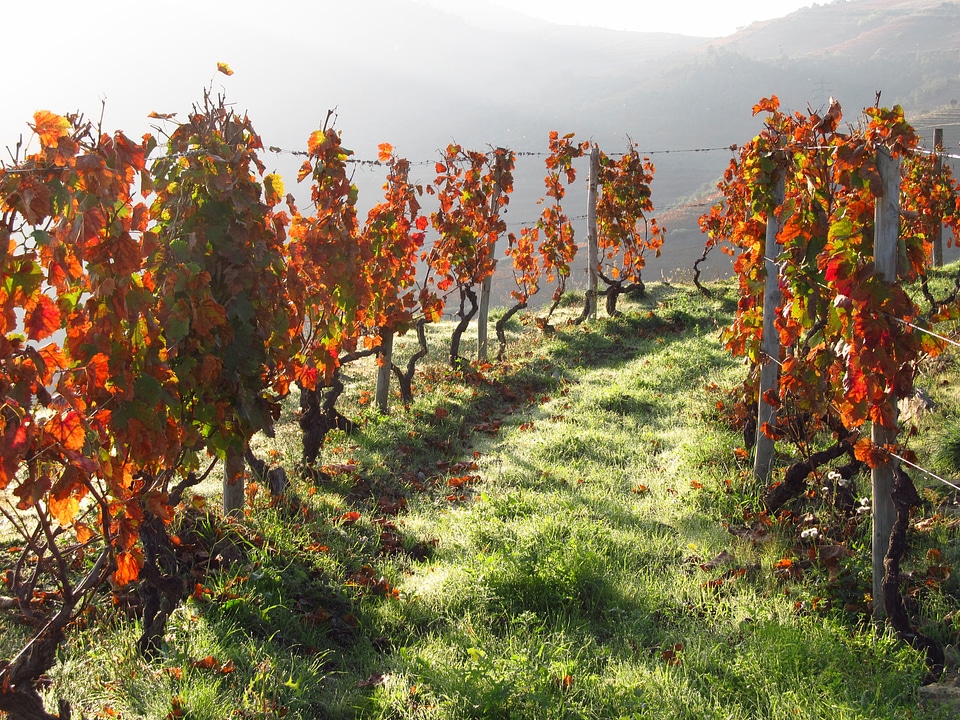 Vineyard valley landscape