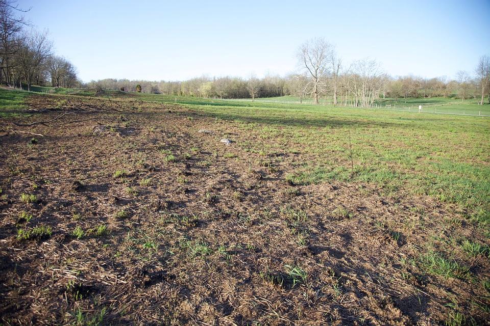 Prescribed burn regrowth of Big Bluestem grasses-1