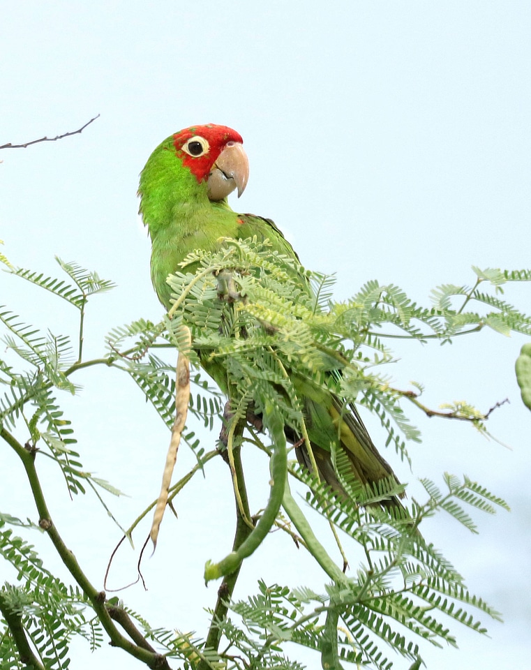 Red-masked Parakeet