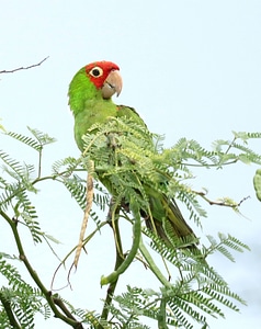 Red-masked Parakeet photo