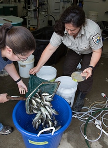 Largemouth bass being poured through a net