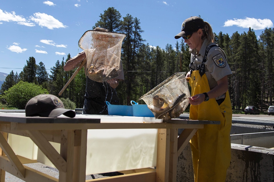 Biologists loading trout