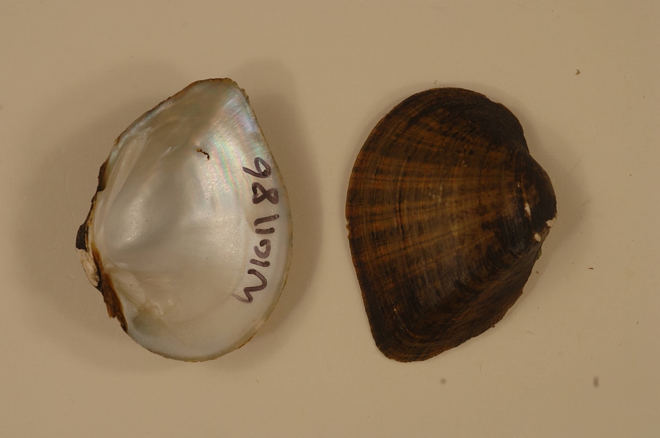 Truncilla truncata-1