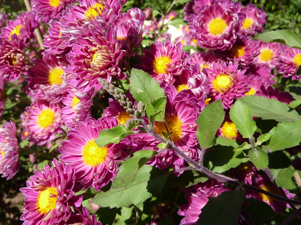 Crisanthamus floral plants