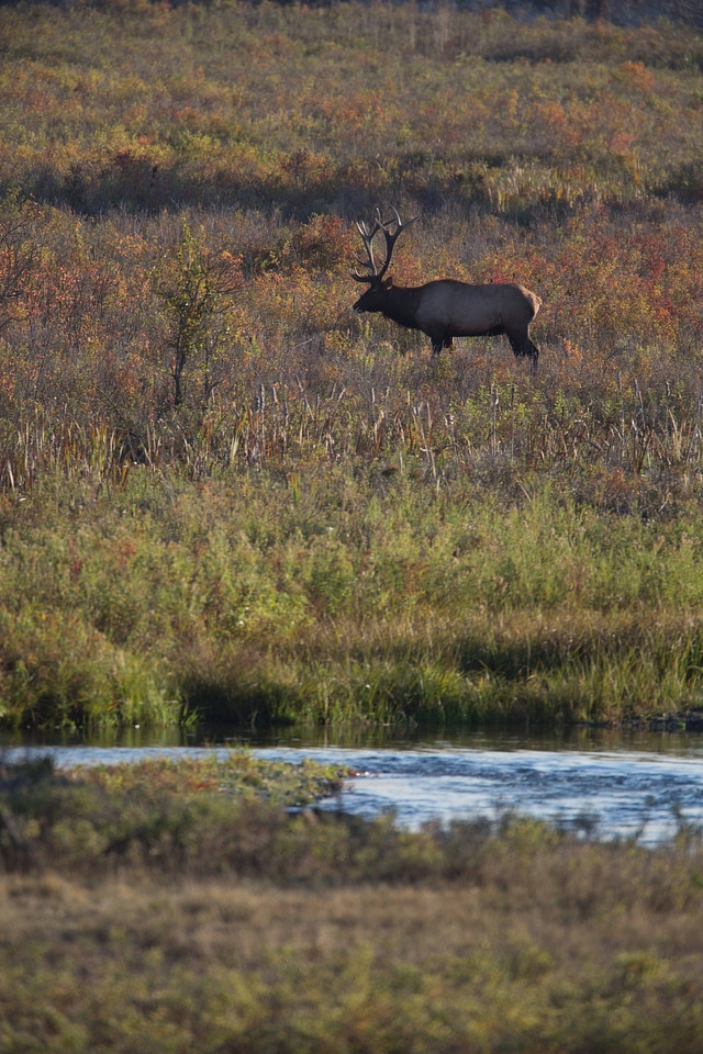 Bull Elk near Mission Creek