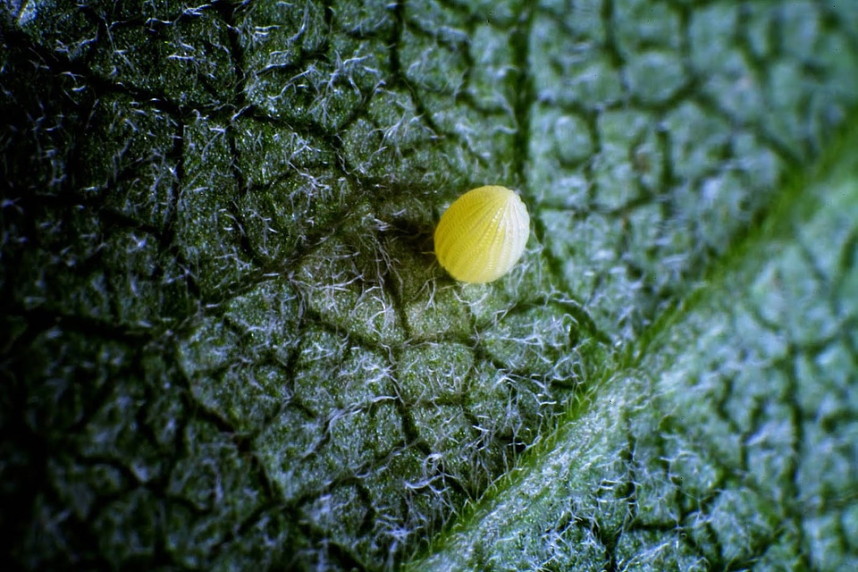 Monarch butterfly egg-4