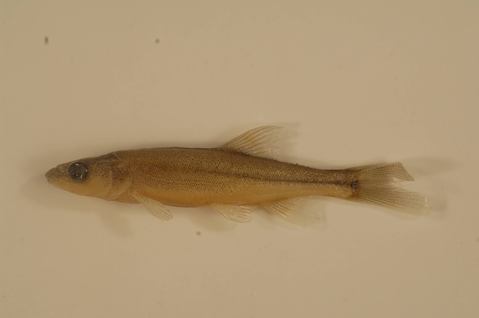 Ptychocheilus lucius-1