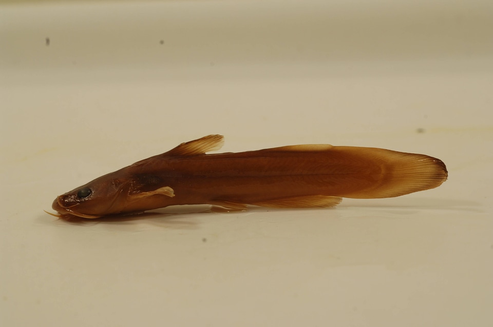 Noturus insignis-3