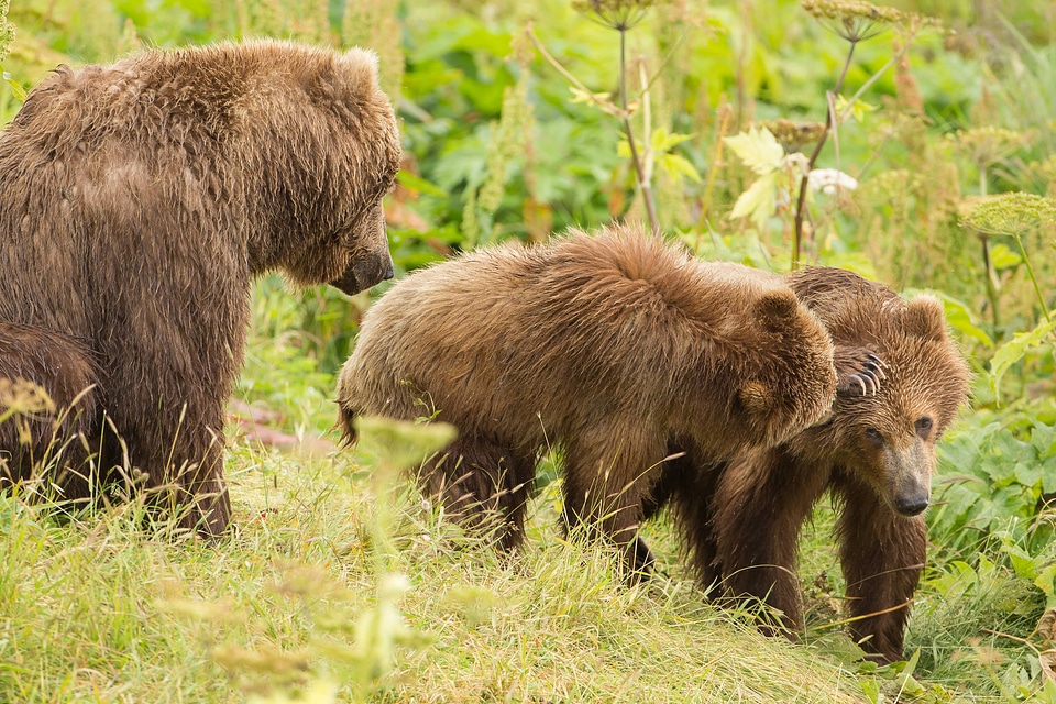 Kodiak brown bear with cubs-1