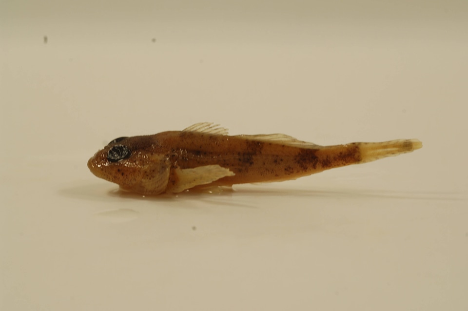 Cottus carolinae-1