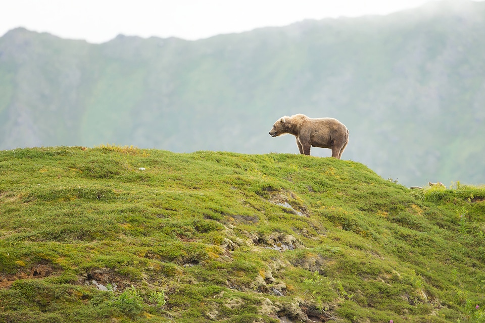 Kodiak brown bear in a scenic landscape