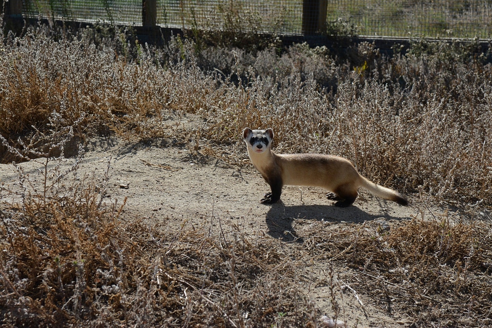 Black-footed Ferret-2