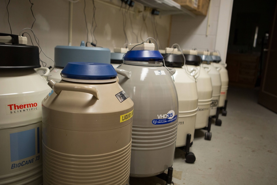 Cryopreservation