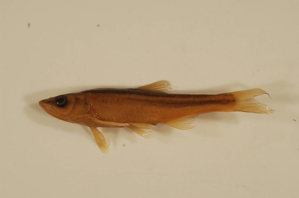 Clinostomus elongatus-1