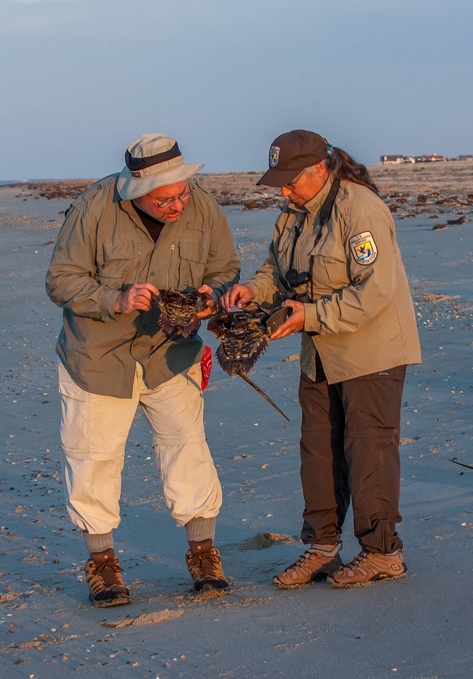Biologist shows visitor horseshoe crab on beach