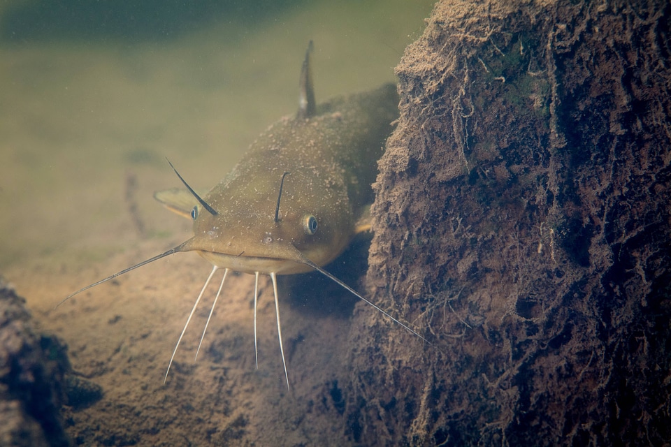 Yellow bullhead catfish-1