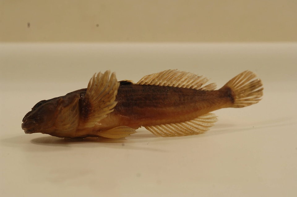 Cottus beldingii-1