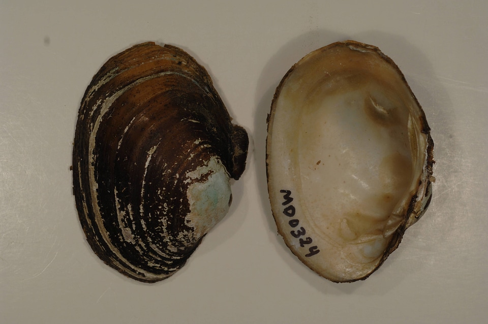 Lampsilis sp.-1