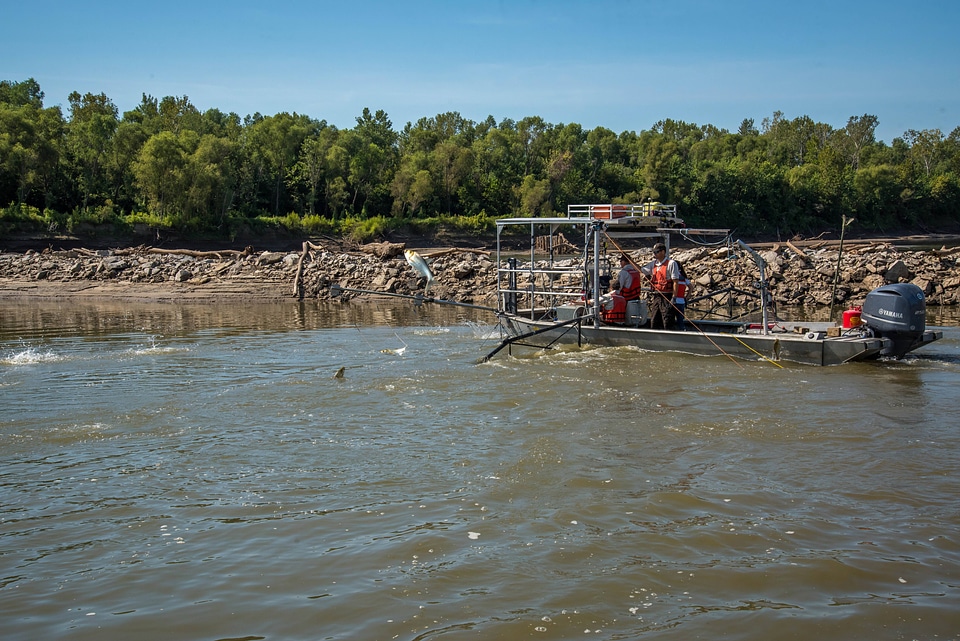 U.S. Fish and Wildlife Service boat, The Magna Carpa, capturing Silver carp