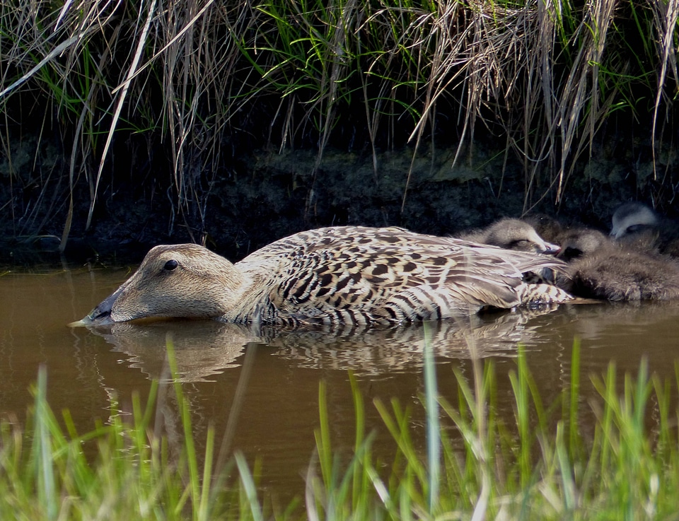 Common Eider brood