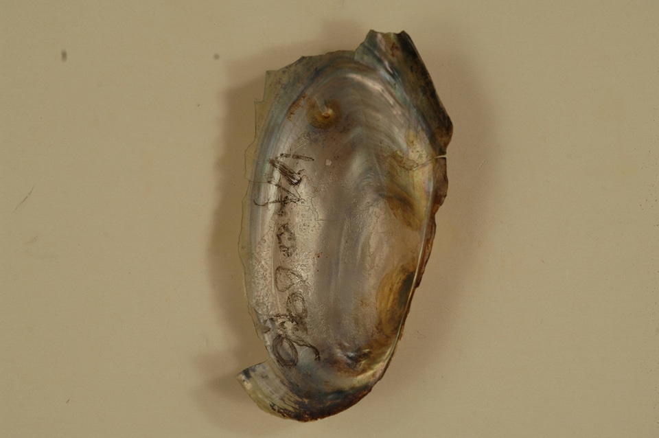 Utterbackia imbecillis (inside)