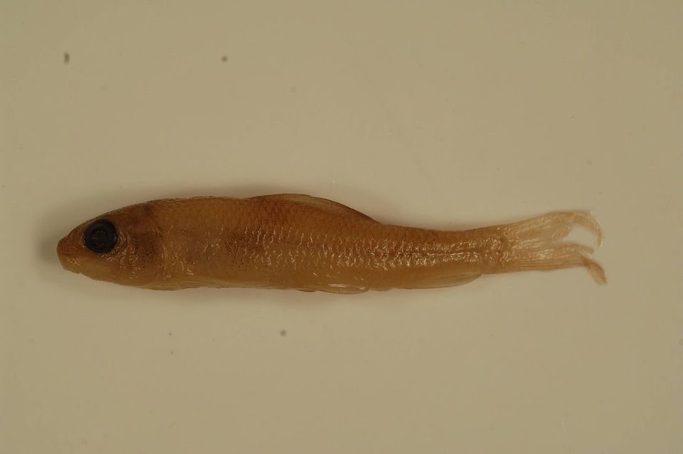 Moxostoma macrolepidotum-1