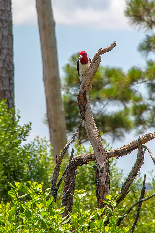 Red-headed woodpecker on dead snag-2