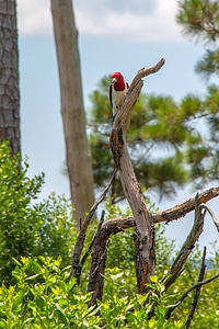 Red-headed woodpecker on dead snag-2