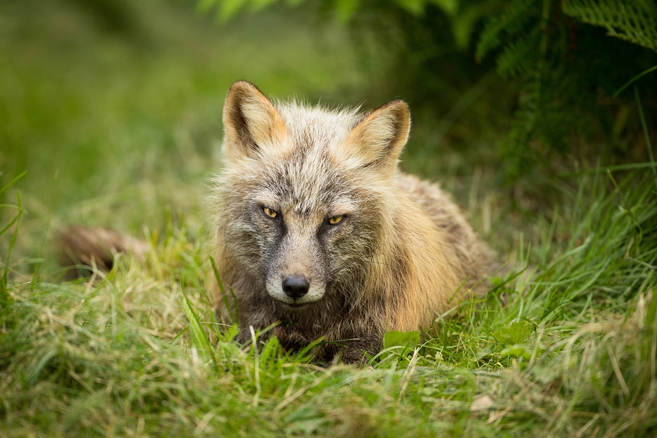 Red fox lying in the grass-1
