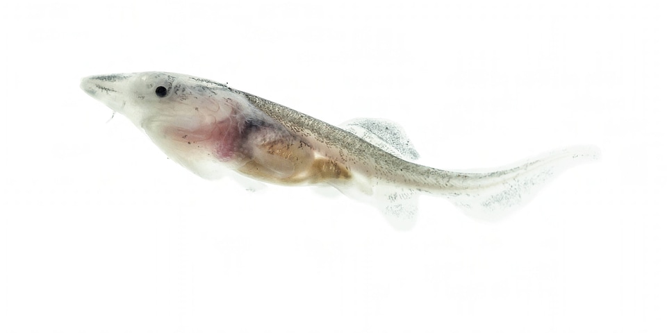 American paddlefish fry