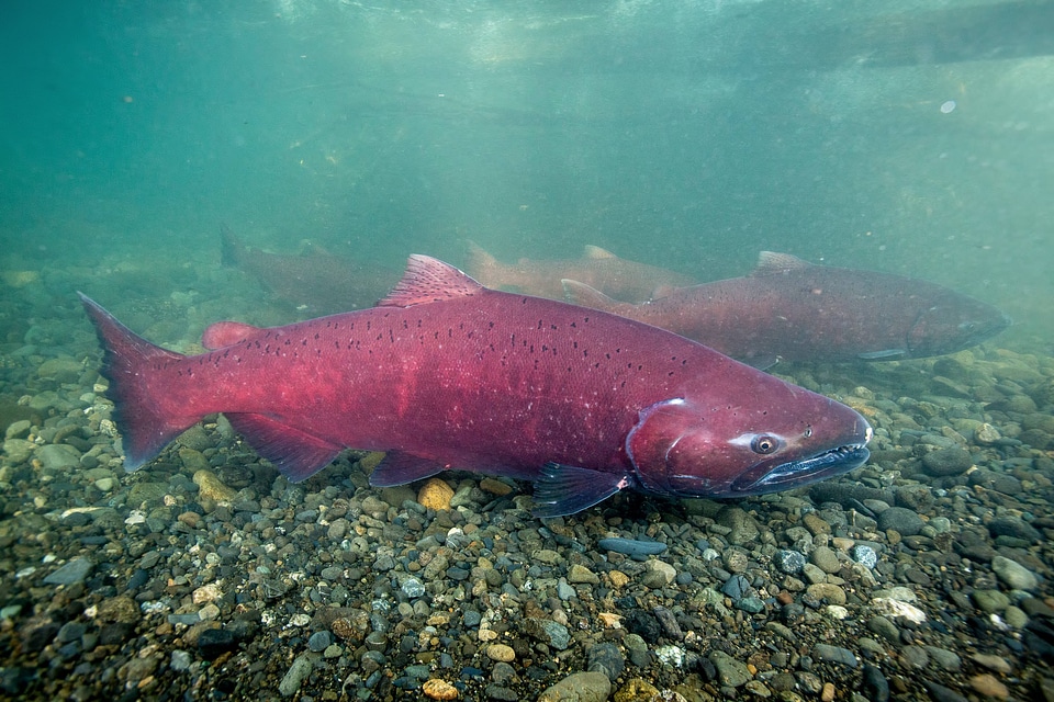 Chinook salmon migrating-1