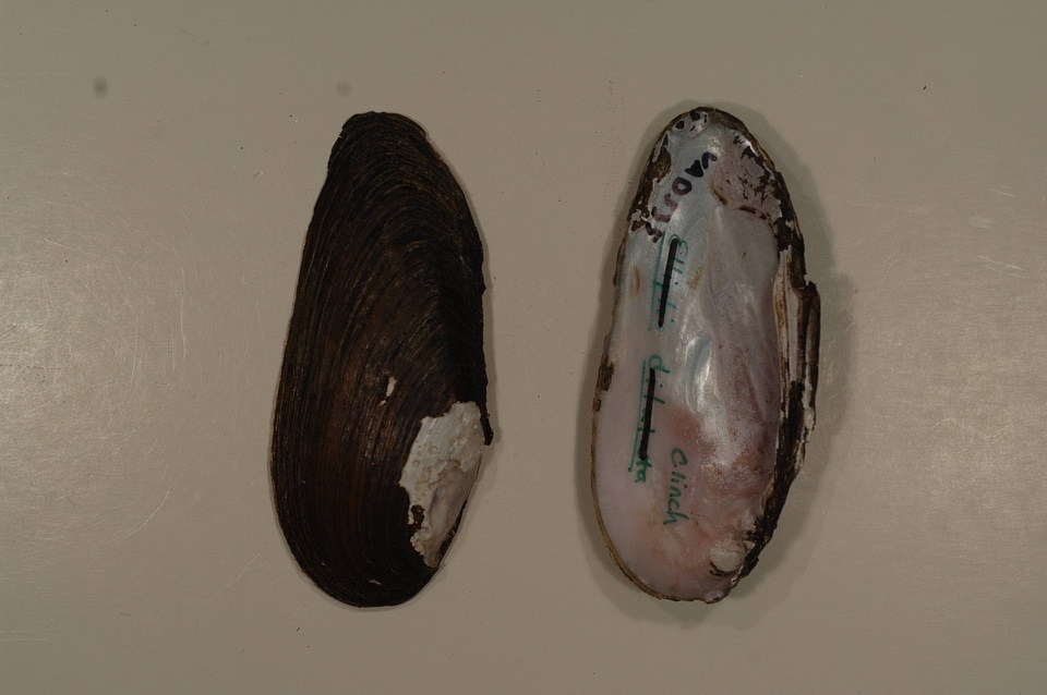 Elliptio dilatata-2