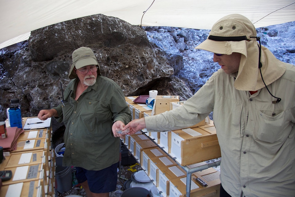 Nihoa Millerbird Translocation-1