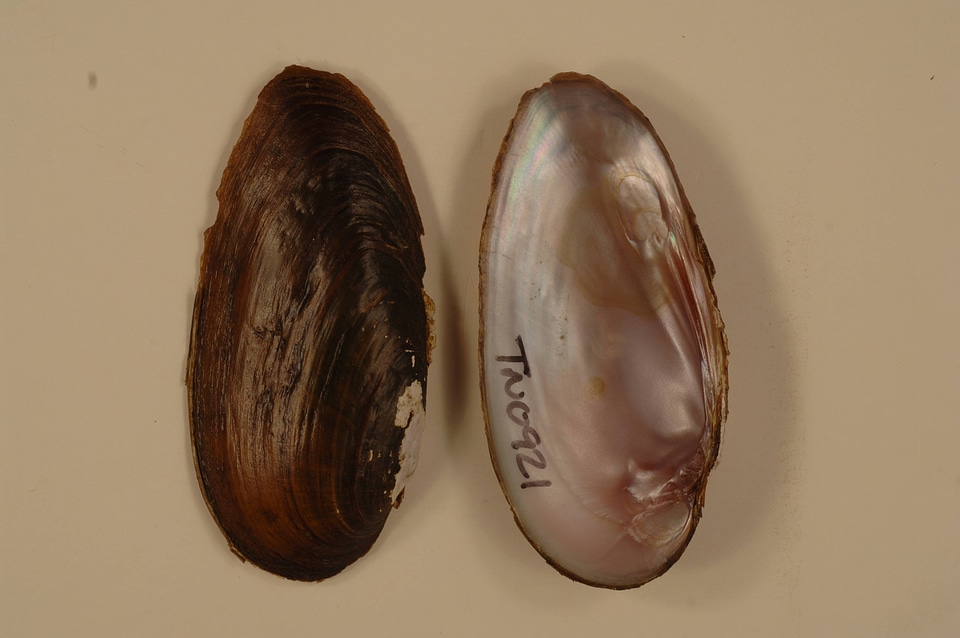 Elliptio dilatata-1
