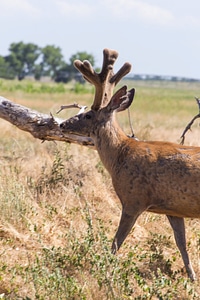Mule deer in velvet-1