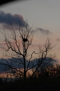 NCTC eagles nest at night-1