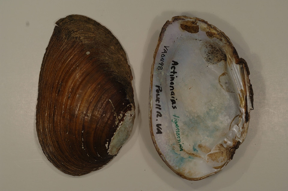 Ortmanniana ligamentina-2