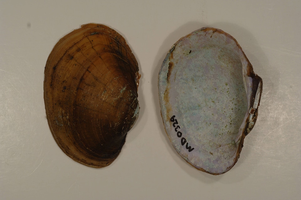 Lampsilis sp.-1