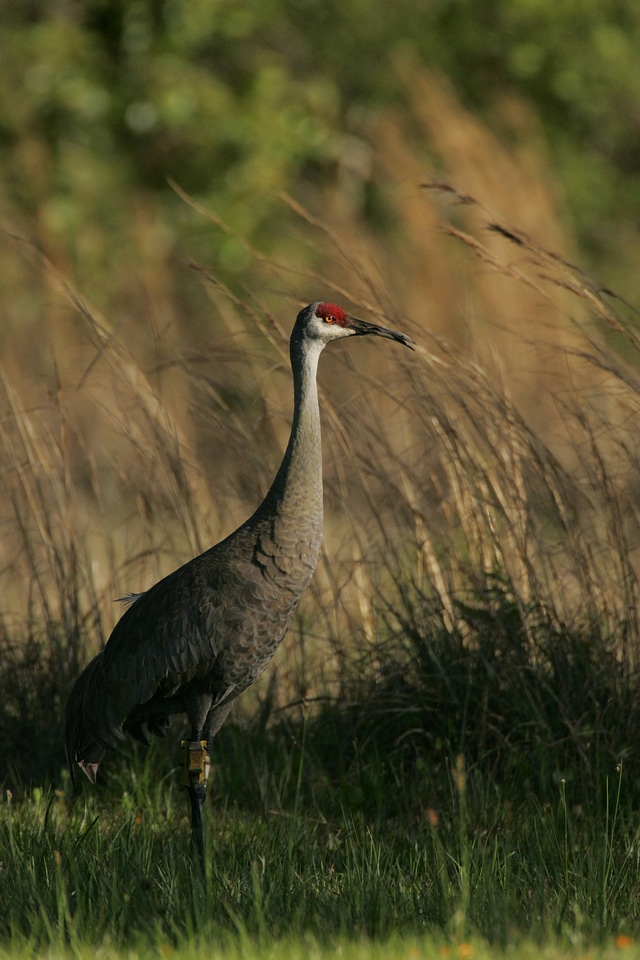 Mississippi Sandhill Crane-1