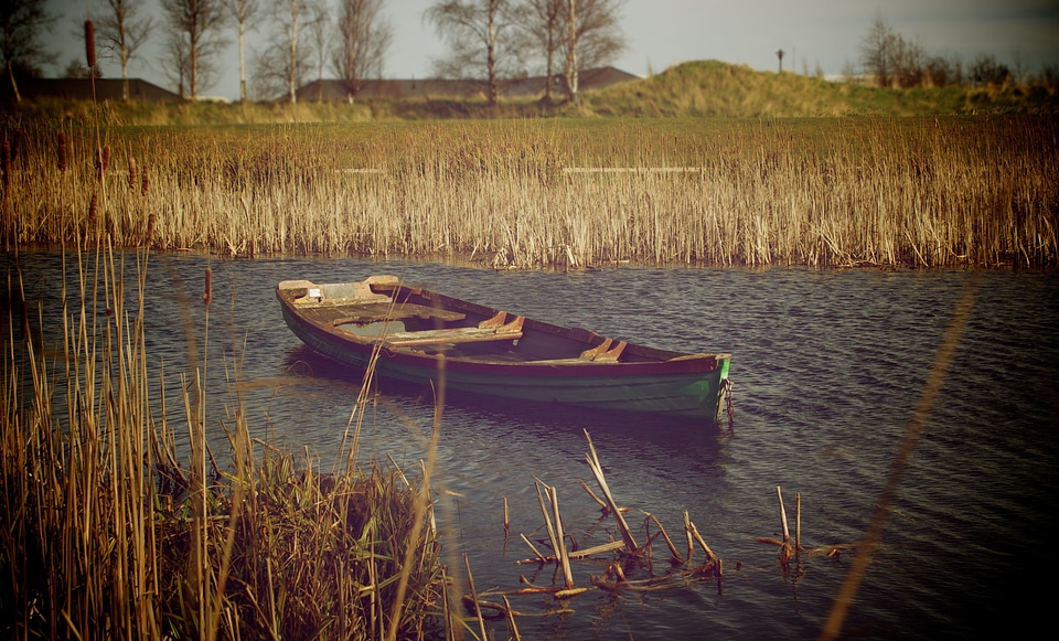 Reeds relax outdoor