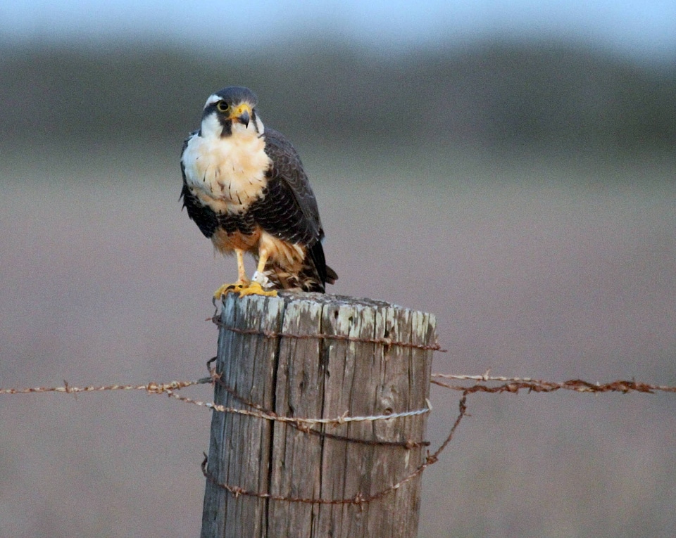Northern Aplomado Falcon-1