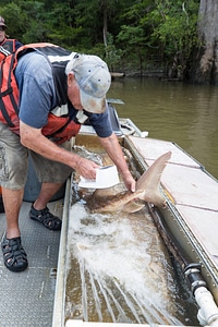 Biologist with gulf sturgeon on the Choctawhatchee River-1