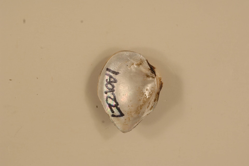 Truncilla truncata (inside)