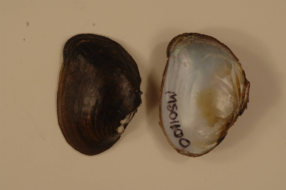 Epioblasma penita